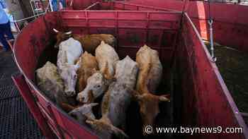 Economists don't expect reopening the U.S. to Mexican cattle imports to reduce high beef prices