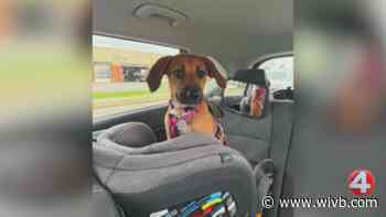 'Adorable' Dolly is looking for a forever home