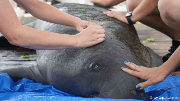 Florida zoo treats a manatee, a duck, and a chick with acupuncture