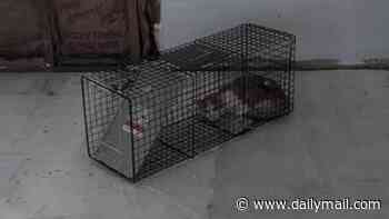 House cannot be renovated because it has been occupied by family of squatter CATS who are refusing to move out
