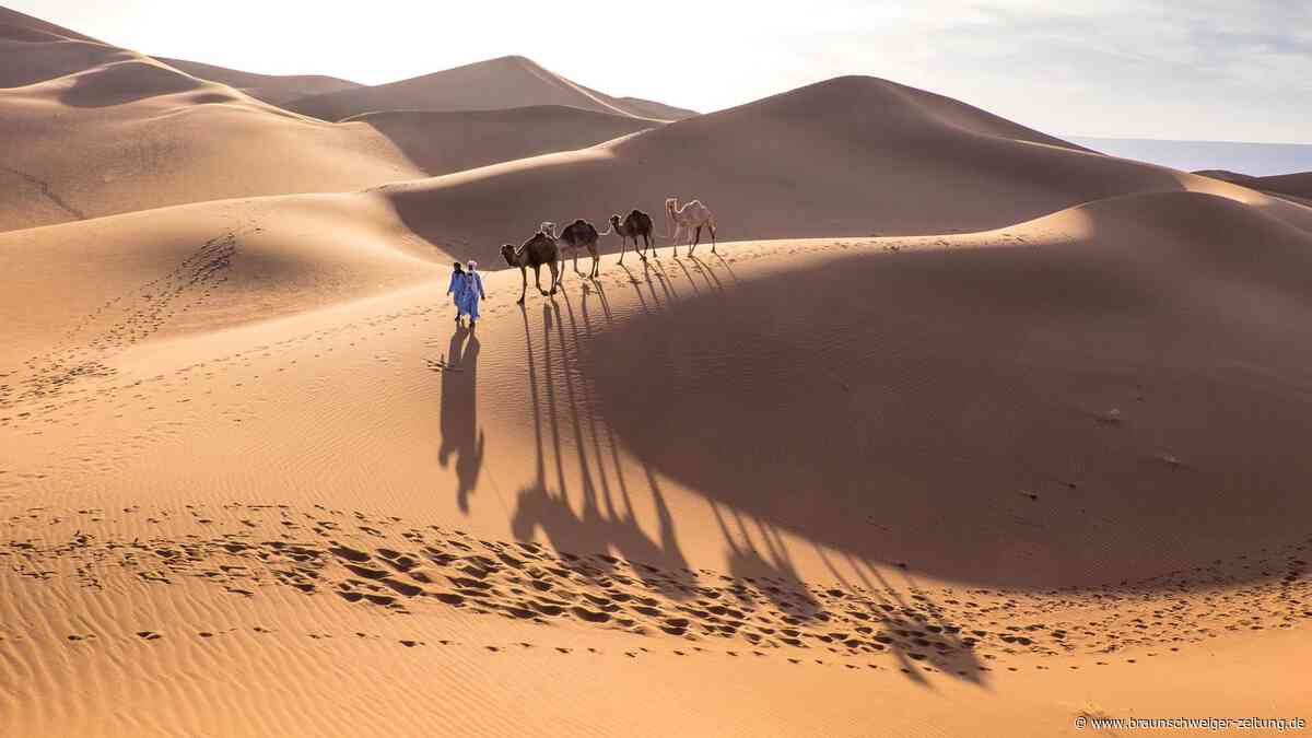 Forscher entdecken Spuren eines uralten Haiparadieses – in der Wüste
