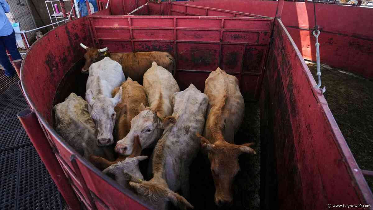 Economists don't expect reopening the U.S. to Mexican cattle imports to reduce high beef prices