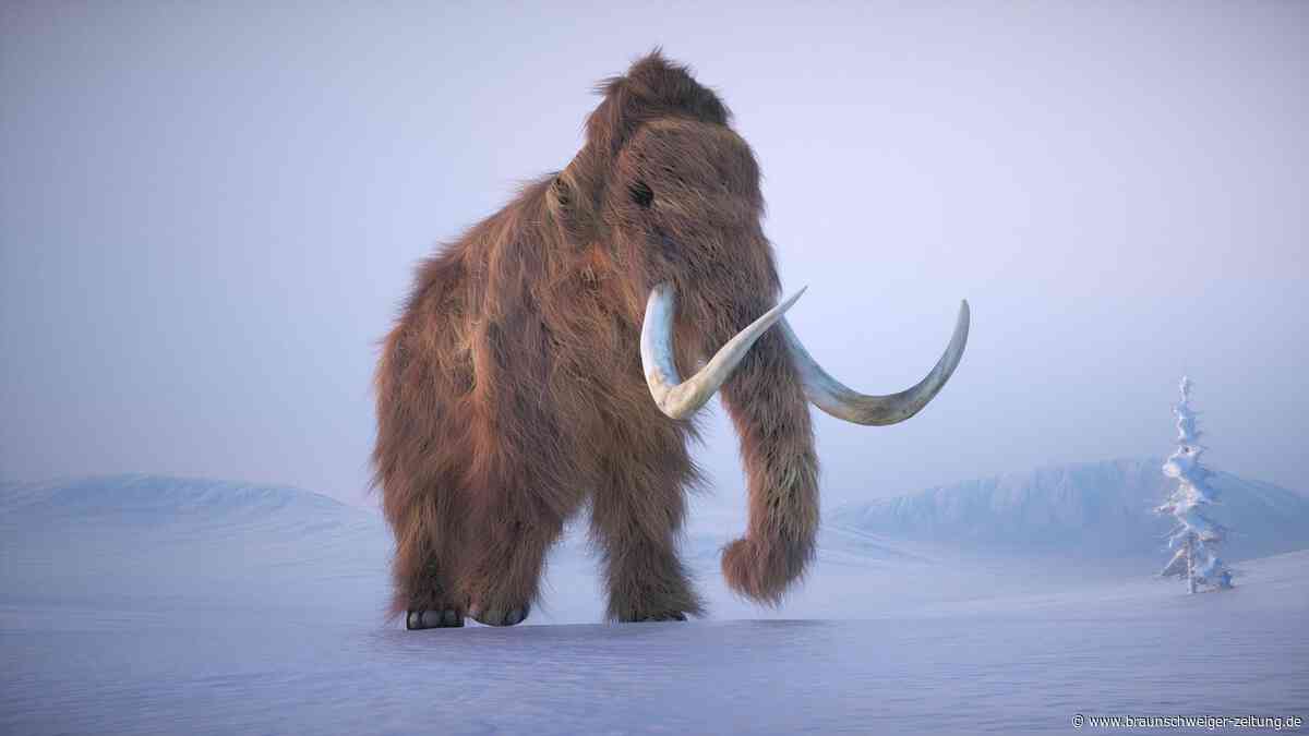 US-Biotechunternehmen will ein Mammut erzeugen – doch die Sache hat einen Haken