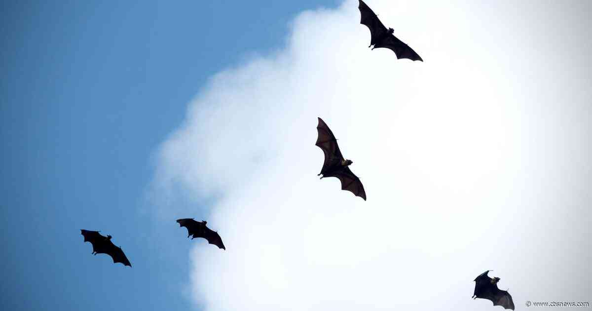 Authorities urge caution after dead bat tests positive for rabies in DeKalb County