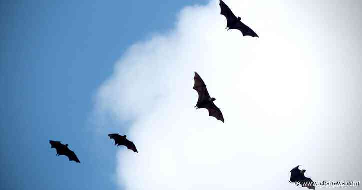 Authorities urge caution after dead bat tests positive for rabies in DeKalb County