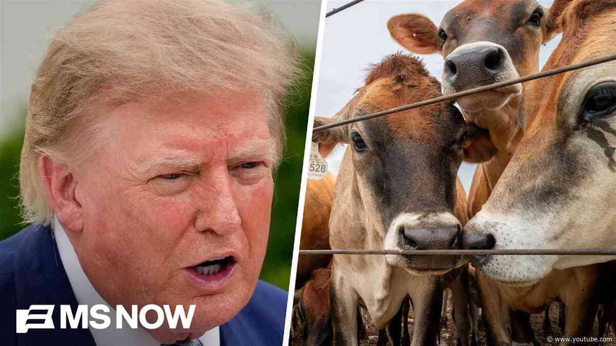 'Punches American farmers in the face': Farmer RIPS Trump's beef plan