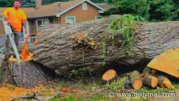 Tragedy after Midwest tree trimmer decided to play joke on co-worker with heavy duty GRAPPLER machine