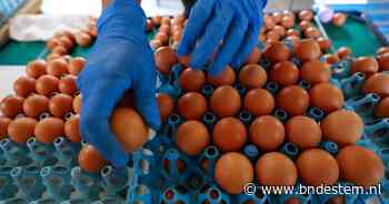 Zeker 300 Belgen ziek na salmonella-uitbraak bij kippenbedrijf, ook in andere landen terugroepacties
