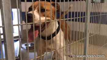Air conditioning units in Austin Animal Center dog kennels restored, now broken in cat area