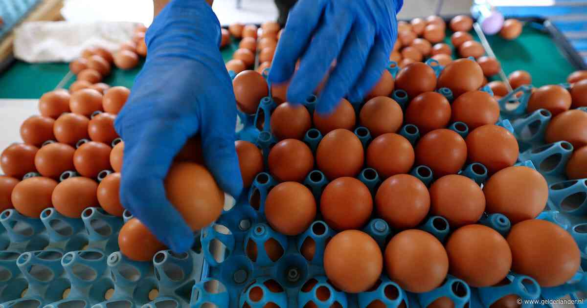 Zeker 300 Belgen ziek na salmonella-uitbraak bij kippenbedrijf, ook in andere landen terugroepacties