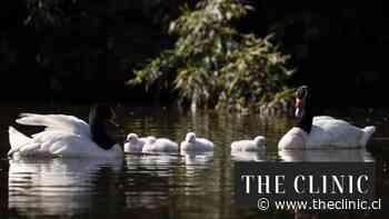 Cuidado, patrimonio y vida silvestre: la trastienda y cuidados tras el nacimiento de una camada de cisnes en la UdeC