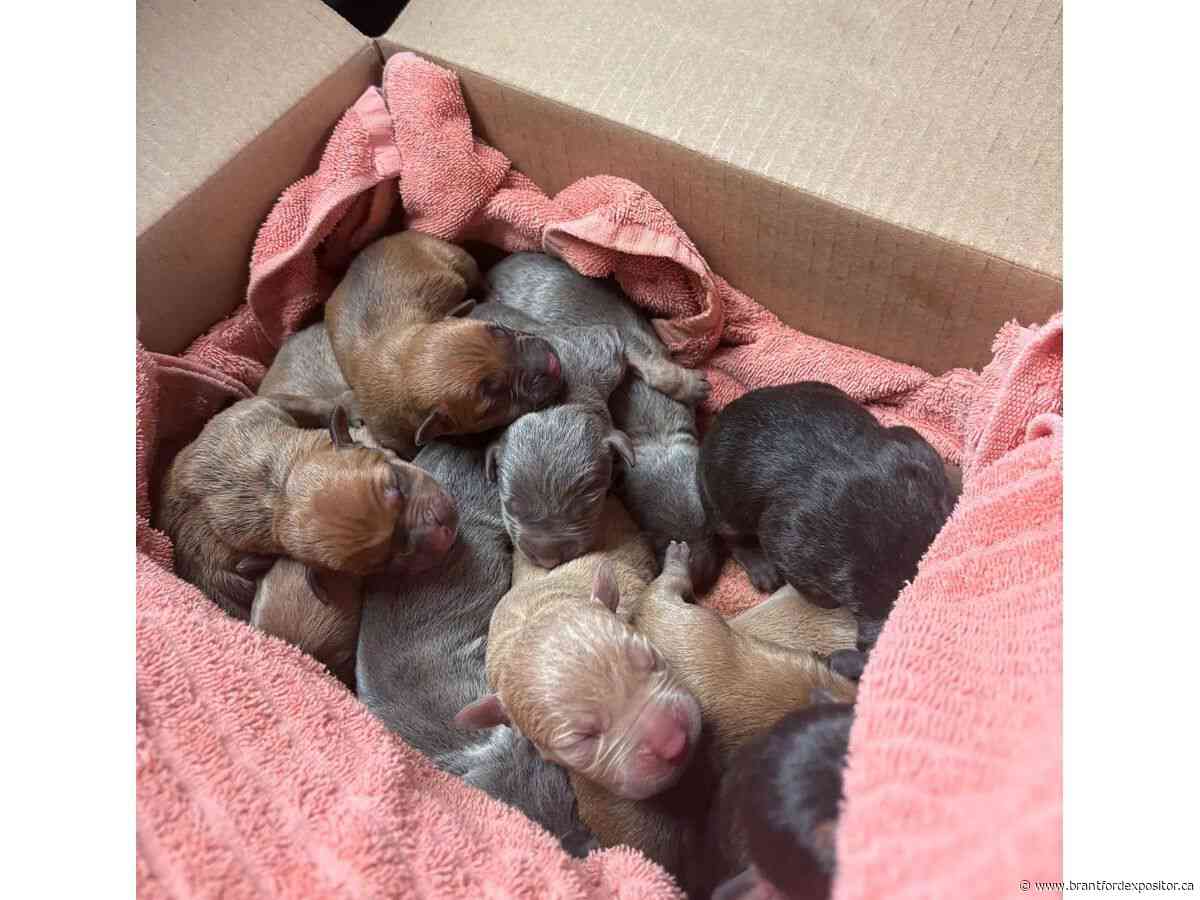 Experienced bottle feeders needed for litter of abandoned newborn pups