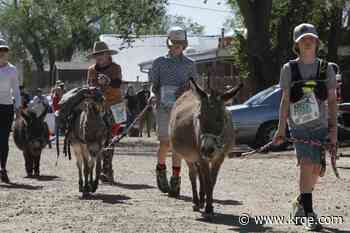 New Mexico Pack Burros experiences successful race season as popularity increases