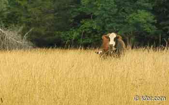 Oklahoma farmers express concerns about foreign beef imports