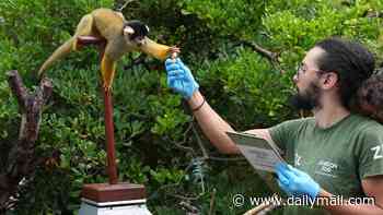 No weigh! 10,000 animals get their turn on the London Zoo's hidden scales for annual check up