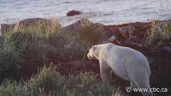 Paddler shoots and kills polar bear along Hudson Bay coast in Manitoba, province says