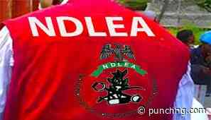 NDLEA arrests five suspects, destroys cannabis farm in Edo
