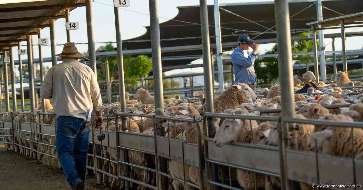 Explainer: the complex equation squeezing Aussie sheep processor margins