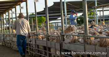 Explainer: the complex equation squeezing Aussie sheep processor margins