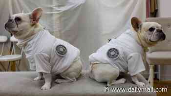 What a cool coat! Pets show off their new air-conditioned jackets... with built-in fans