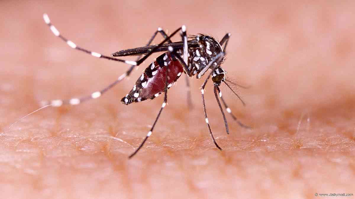 Officials confirm first locally acquired case of bone-breaking dengue fever in US state