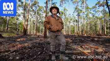 With native forestry banned across WA, why are logging trucks still on the road?