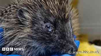 Plea after pregnant hedgehog 'kicked to death'