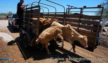 Mexico resumes limited cattle exports to U.S. after screwworm pause, relieving ranchers