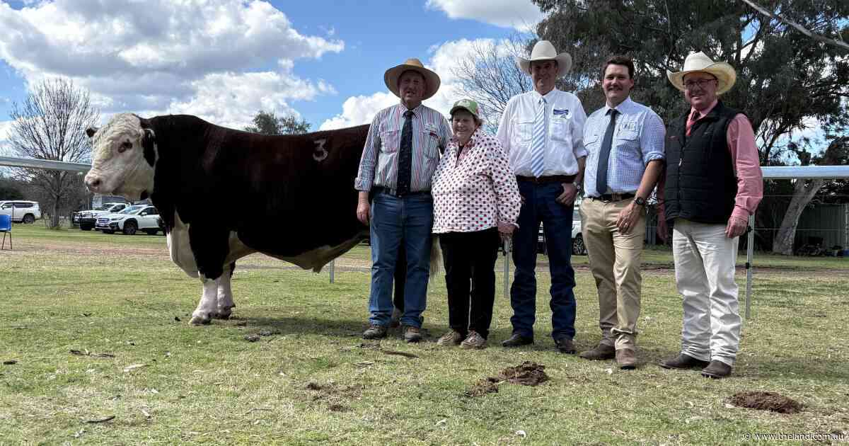 Carcase weight, yield drive Truro Whiteface sale with increased competition from Qld