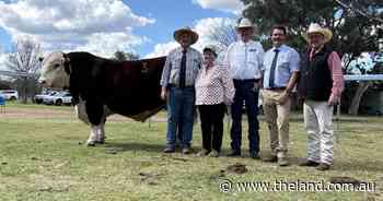 Carcase weight, yield drive Truro Whiteface sale with increased competition from Qld