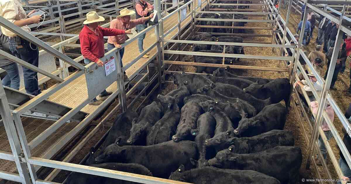 Put this in your calculator: right now is the time to profit on young cattle