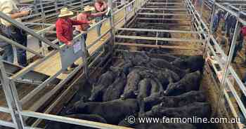 Put this in your calculator: right now is the time to profit on young cattle