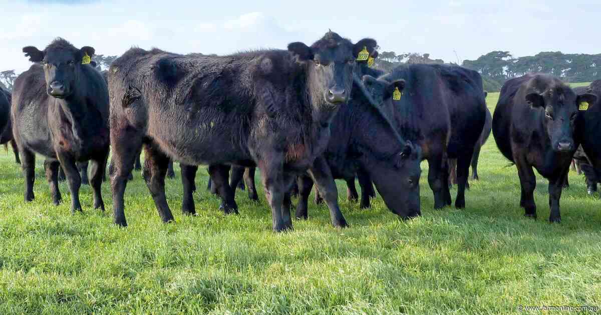 Rare opportunity as King Island beef portfolio hits sales market