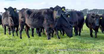 Rare opportunity as King Island beef portfolio hits sales market