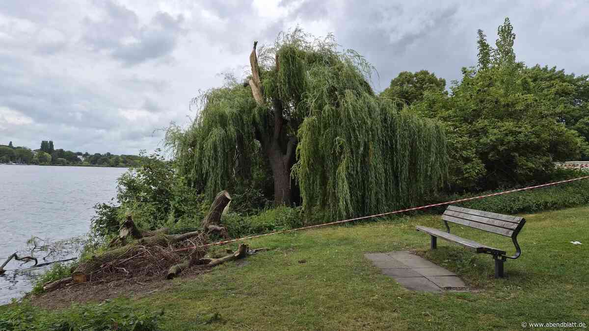 Gefährliches Phänomen in Hamburg: Gesunde Äste an Bäumen brechen plötzlich ab