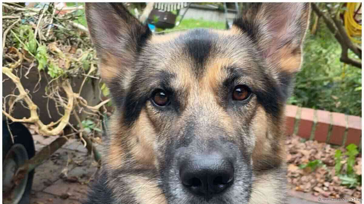 Falsche Tierschützer vor der Tür: Wurde Schäferhund-Husky Leo aus Haag entführt?
