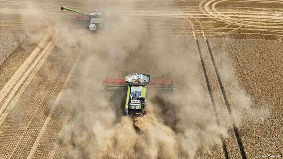 Kartoffeln klein, Weizen früh wie nie: Landwirt zieht Ernte-Bilanz