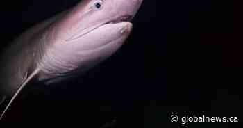 Vancouver Island diver captures rare shark encounter