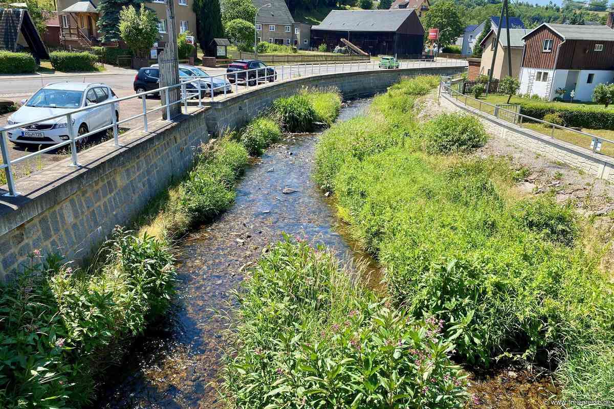 Mulda: Ist das invasive Springkraut eine Gefahr für den Hochwasserschutz?