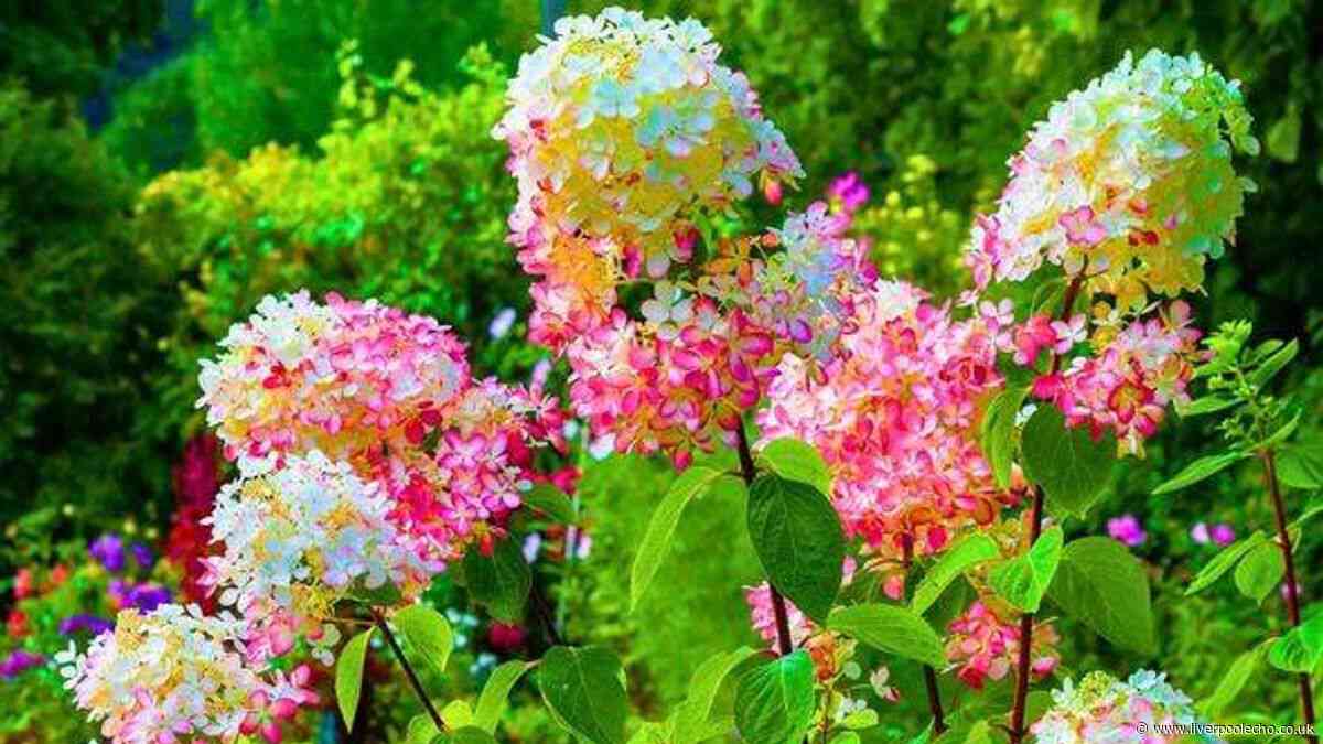 Gardeners urged to do 10-second task to help hydrangeas stay ‘stronger and healthier' this autumn