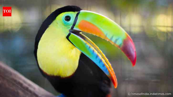 From flamingos to puffins: 5 birds whose beaks look hand-painted by an artist