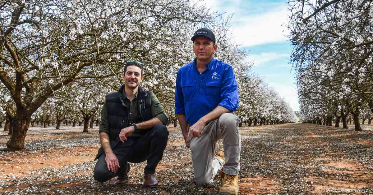 Impacts on almonds to pastures: treatment-resistant varroa wipes out thousands of hives