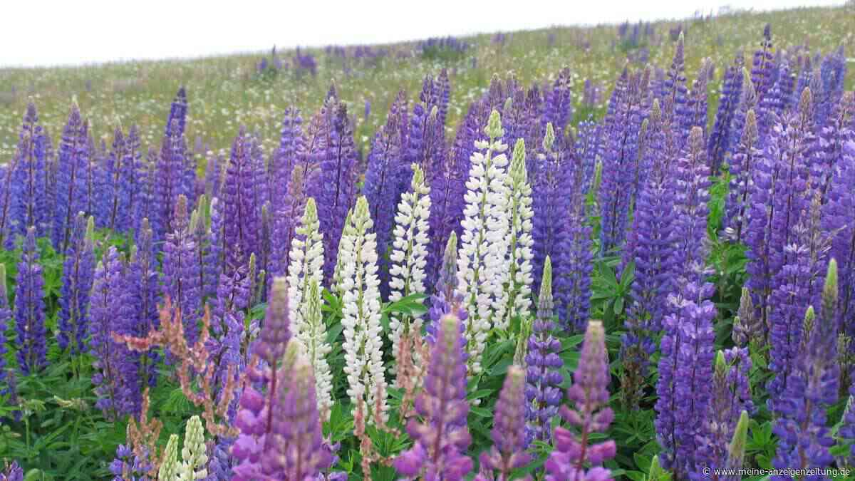 „Lupinen sind eine Katastrophe“: Invasive Pflanzen bedrohen die Artenvielfalt in der Rhön