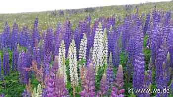 „Lupinen sind eine Katastrophe“: Invasive Pflanzen bedrohen die Artenvielfalt in der Rhön