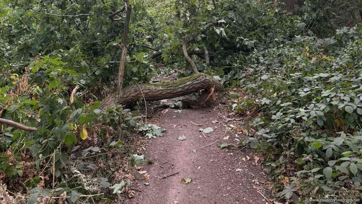 Coventry woodlands battle steps up into new campaign over access
