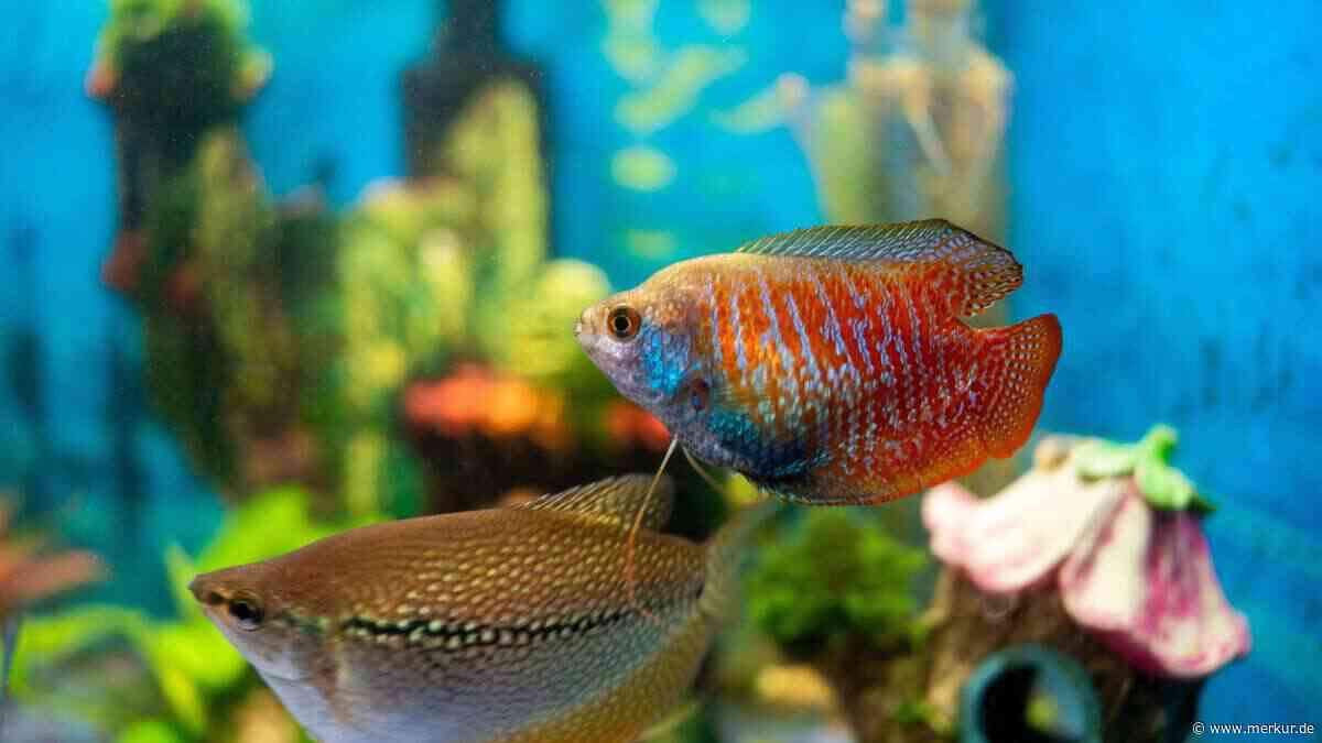 Wenig Platz, viel Leben: Diese Fische machen Ihr kleines Aquarium zum Highlight