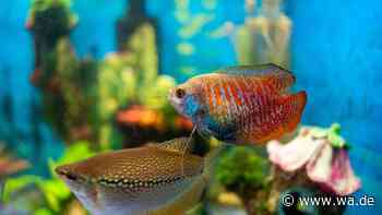 Wenig Platz, viel Leben: Diese Fische machen Ihr kleines Aquarium zum Highlight