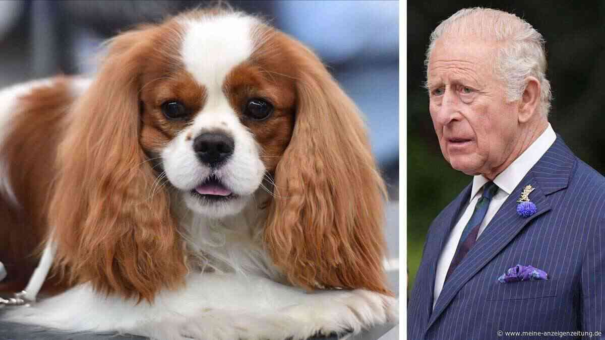 PETA attackiert König Charles wegen beliebter Hunderasse – britischer Politiker nennt es „Unsinn“