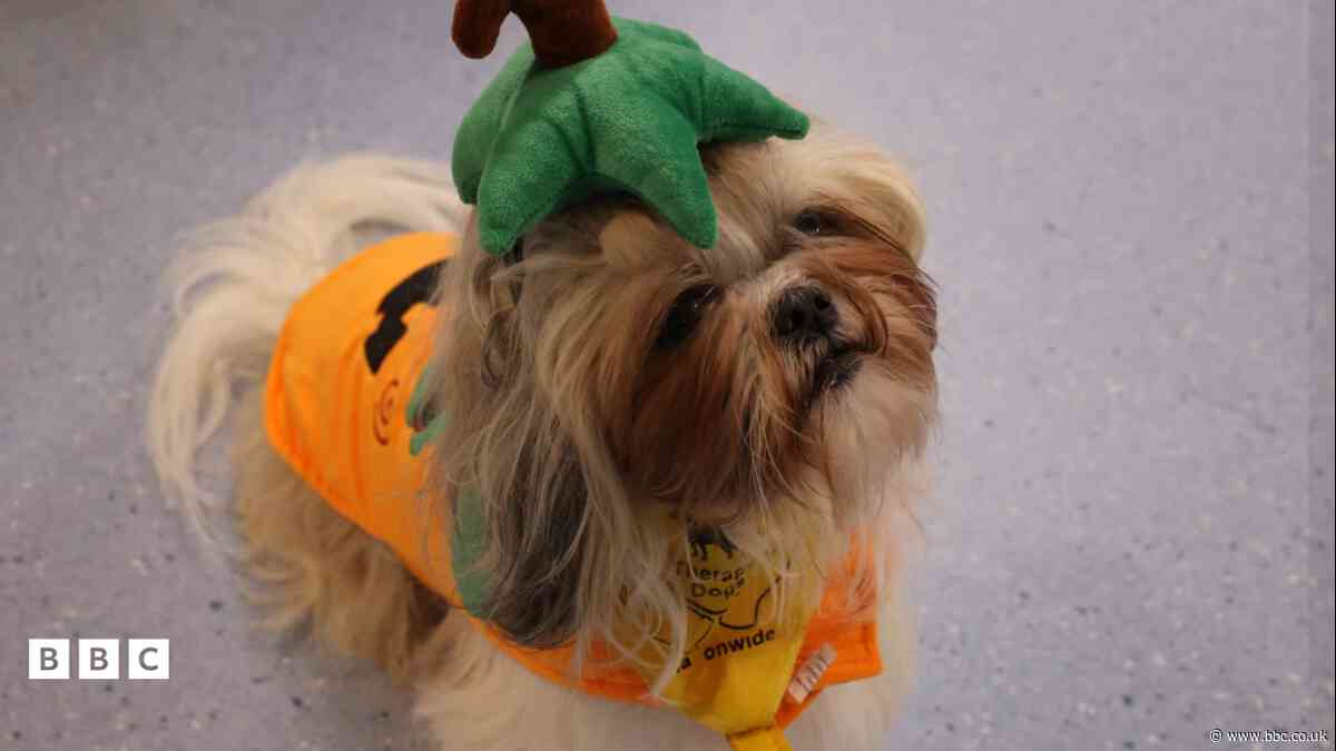 Millie y Shih Tzu gofalgar yn cael croeso mawr gan gleifion