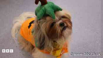 Millie y Shih Tzu gofalgar yn cael croeso mawr gan gleifion